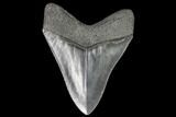 Serrated, Fossil Megalodon Tooth - Georgia #111512-1